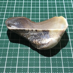 Lamarcka ventricosa