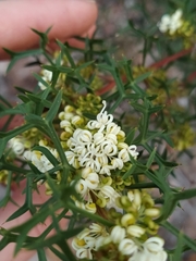 Grevillea trifida