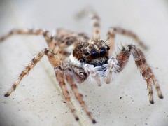 Menemerus semilimbatus