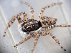 Menemerus semilimbatus