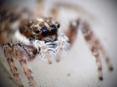 Menemerus semilimbatus