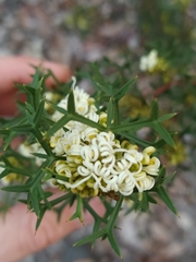 Grevillea trifida