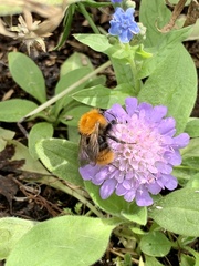 Bombus pascuorum