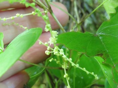 Dioscorea floridana