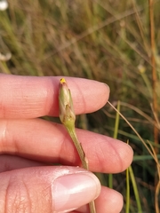 Scorzonera parviflora