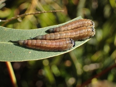 Lophyrotoma interrupta