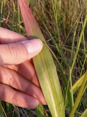 Scorzonera parviflora