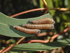Lophyrotoma interrupta
