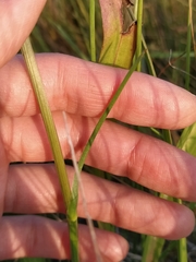 Scorzonera parviflora