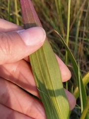 Scorzonera parviflora