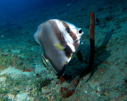 Batfish