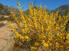 Acacia rigens