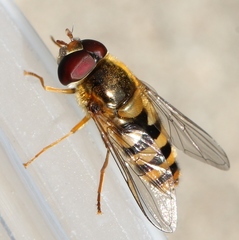 Epistrophe nitidicollis