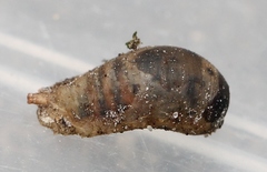 Epistrophe nitidicollis