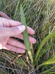 Scorzonera parviflora