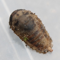 Epistrophe nitidicollis