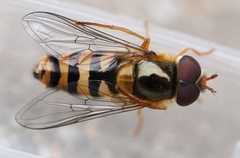 Epistrophe nitidicollis