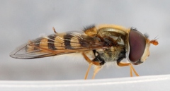 Epistrophe nitidicollis