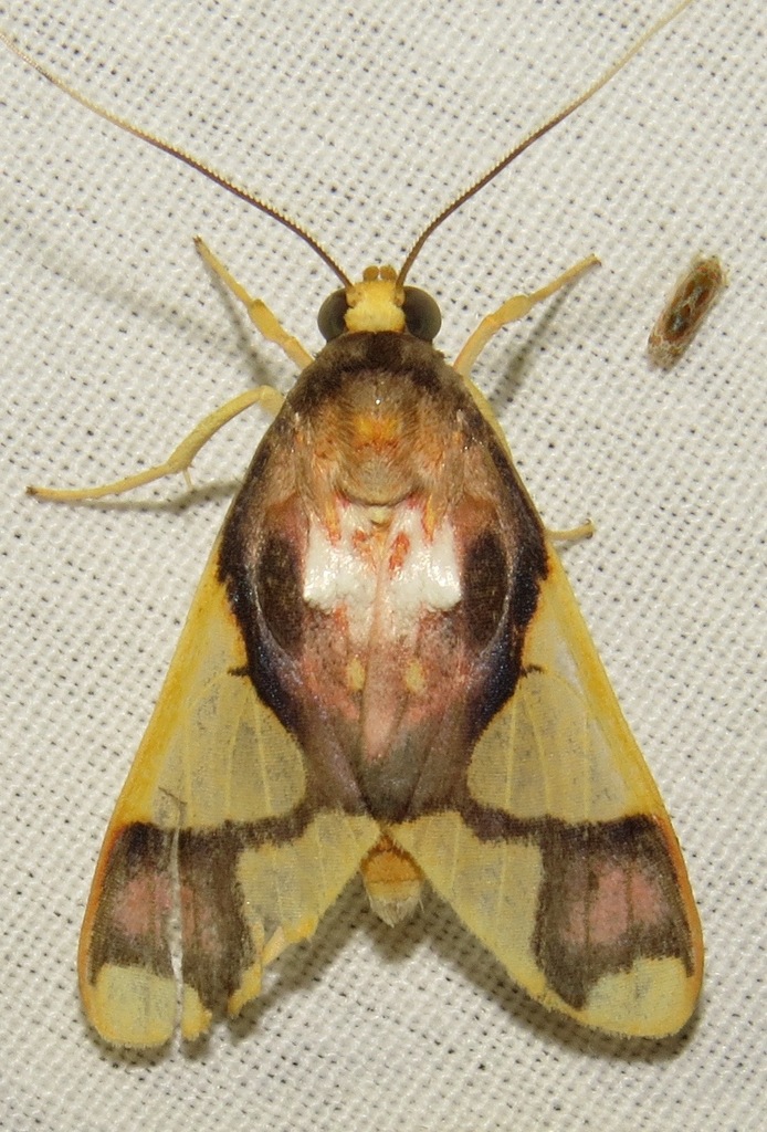 Trichromia patara