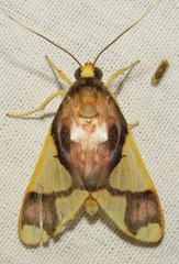 Trichromia patara