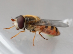 Epistrophe nitidicollis