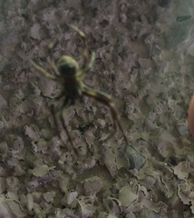 Larinioides sclopetarius