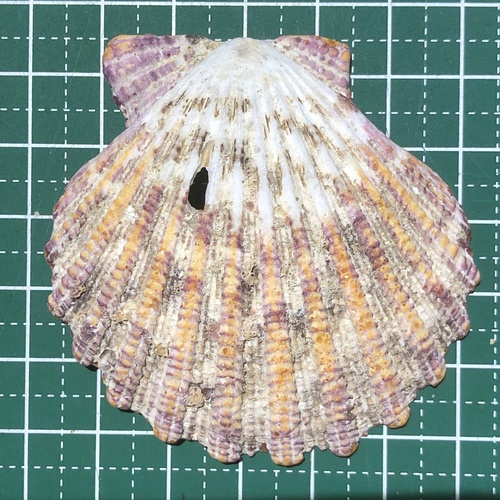 Painted Scallop (Gloripallium pallium)