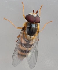 Epistrophe nitidicollis