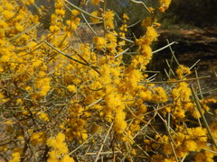 Acacia rigens