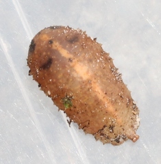 Epistrophe nitidicollis