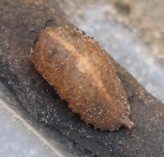 Epistrophe nitidicollis