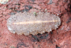 Epistrophe nitidicollis