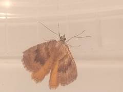 Camptogramma bilineata