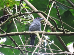 Cymbilaimus lineatus