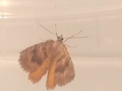 Camptogramma bilineata