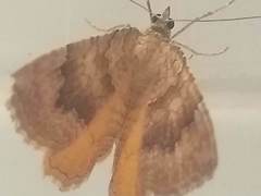 Camptogramma bilineata