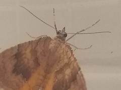 Camptogramma bilineata