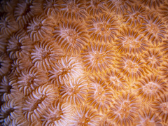 Goniastrea stelligera