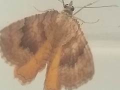 Camptogramma bilineata