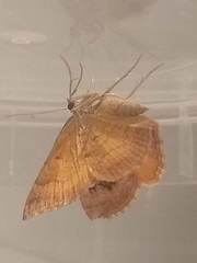 Camptogramma bilineata