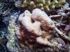 Goniastrea stelligera