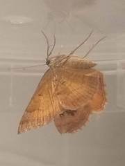 Camptogramma bilineata