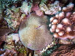 Fungia fungites