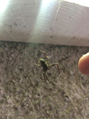 Larinioides sclopetarius