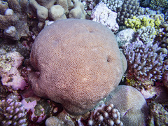 Gardineroseris planulata