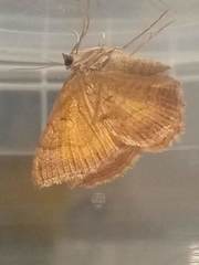 Camptogramma bilineata