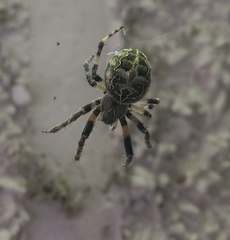 Larinioides sclopetarius