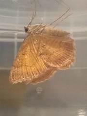 Camptogramma bilineata