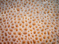 Gardineroseris planulata