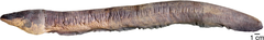 Volta's Electric Eel photo 2